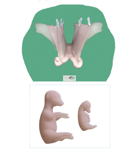 Modello anatomico di utero - Veterinary Simulator Industries - di ovaia / di collo dell’utero / per teriogenologia