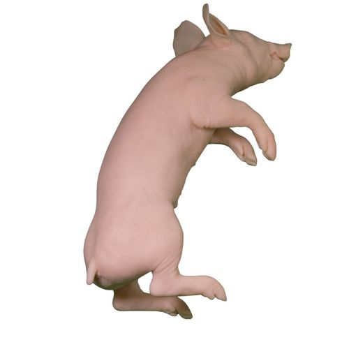 Manichino didattico veterinario - Veterinary Simulator Industries - di suino / rosa