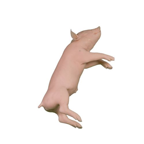 Manichino didattico veterinario - Veterinary Simulator Industries - di suino / rosa