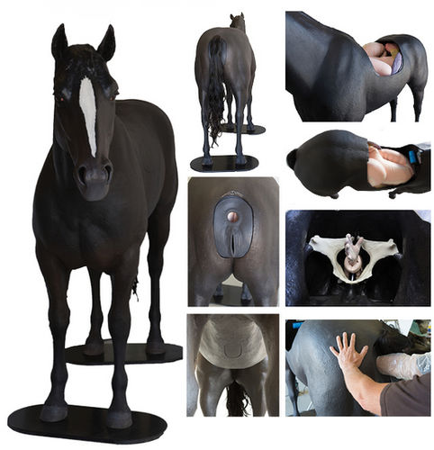 Simulatore di palpazione - Veterinary Simulator Industries - veterinario / colico / di cavallo