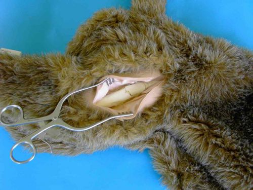 Modello anatomico osseo - 111 - Rescue Critters - di gamba