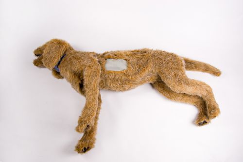 Manichino didattico per assistenza generale - 925 - Rescue Critters - per toracocentesi / con trauma / canino