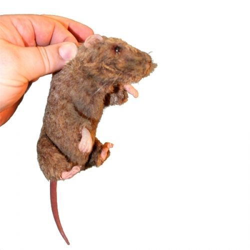 Manichino didattico per assistenza generale - Squeekums - Rescue Critters - di roditore / di testa