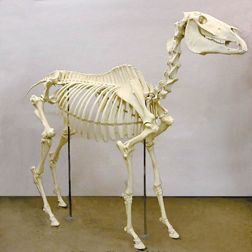 Modello anatomico di scheletro - SC-125 - Rescue Critters - maschile / di cavallo / in miniatura