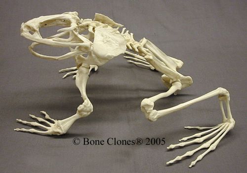 Modello anatomico di naso - SC-094 - Rescue Critters - corpo / di piede