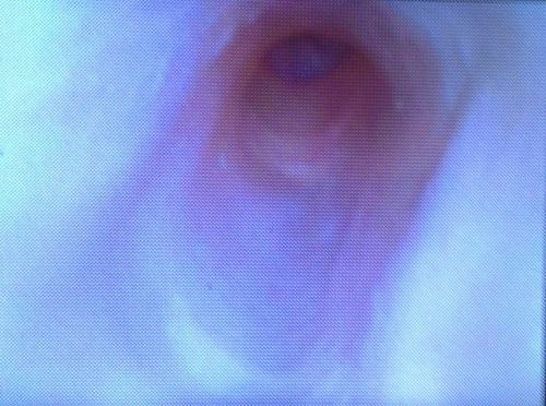 Manichino didattico veterinario - MICHAEL ANGELO - Rescue Critters - per endoscopia / patch