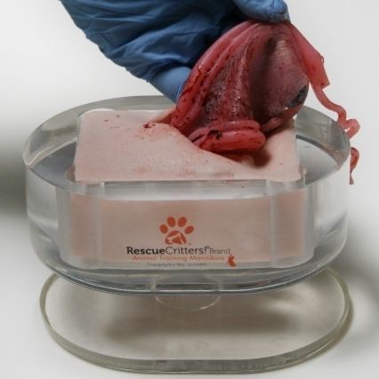 Simulatore per ovarioisterectomia - SPAY - Rescue Critters - femminile / canino / pad