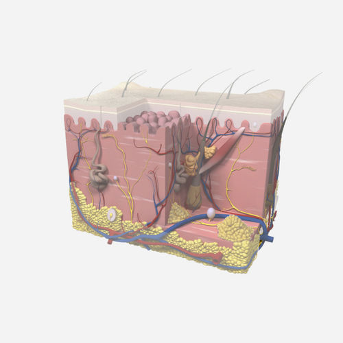 Modulo di simulazione per iniezioni intradermiche - SIMTICS - per cure infermieristiche / basato sul web