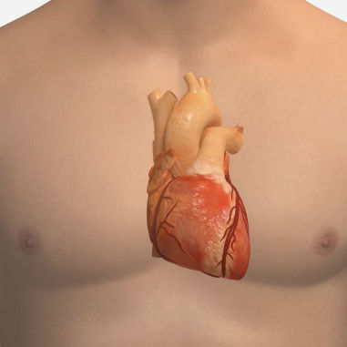 Modulo di simulazione ECG - SIMTICS - di frequenza cardiaca / per cure cardiopolmonari / basato sul web