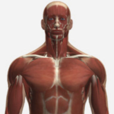 Modulo di simulazione per radiografia - SIMTICS - di anatomia / parte superiore del corpo / basato sul web
