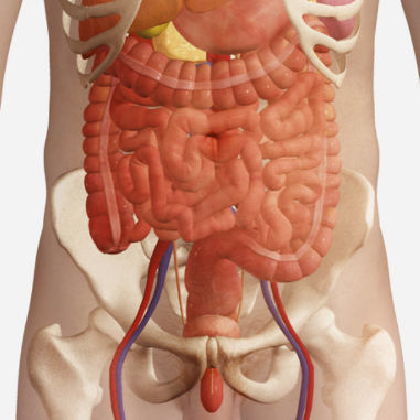 Modulo di simulazione per radiografia - SIMTICS - di anatomia / basato sul web