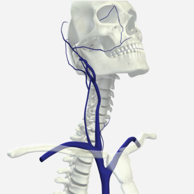 Modulo di simulazione per radiografia - SIMTICS - per angiografia / di anatomia / basato sul web