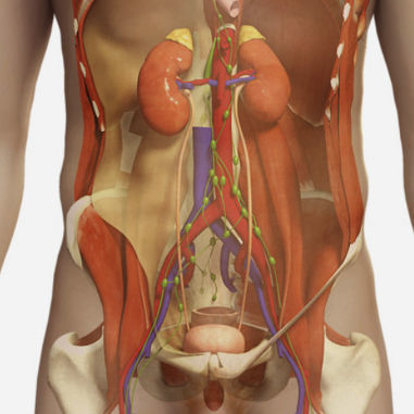 Modulo di simulazione per ecografia - SIMTICS - di anatomia / parte superiore del corpo / basato sul web