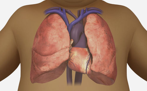 Modulo software di anatomia - SIMTICS - per ecocardiografia / cardiovascolare / di visualizzazione 3D