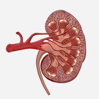 Modulo di simulazione per cateterismo urinario - SIMTICS - per radiografia / di anatomia / basato sul web