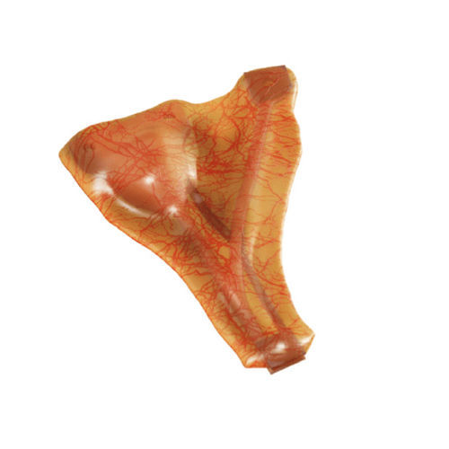 Modello anatomico di arteria - IN0GABL - MEDICAL-X - di vescicola biliare / per chirurgia / didattico