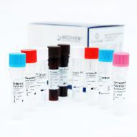 Kit di test della leptospirosi - GenoAmp® GRA2017 - Medical Innovation Ventures - della Leptospira / di sangue / di urina