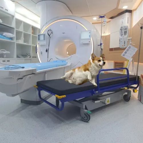 Barella con carrello per MRI - HO-709A - Hongkong Medi - idraulica / veterinaria
