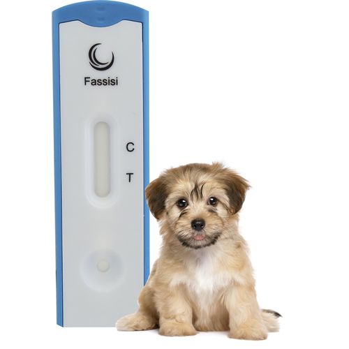 Test rapido del cimurro - CANDIS - Fassisi, Gesellschaft für Veterinärdiagnostik und Umweltanalysen mbH - per cani / virale / di urina