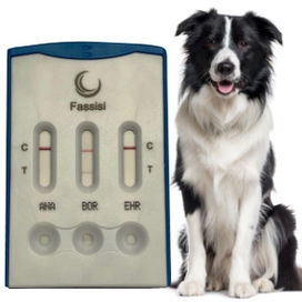 Test rapido per malattie infettive - CANVECTO 3 - Fassisi, Gesellschaft für Veterinärdiagnostik und Umweltanalysen mbH - per cani / per anticorpi / batteriologico
