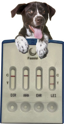 Test rapido della leishmaniosi - CANVECTO 4 - Fassisi, Gesellschaft für Veterinärdiagnostik und Umweltanalysen mbH - per cani / di piombo / batteriologico