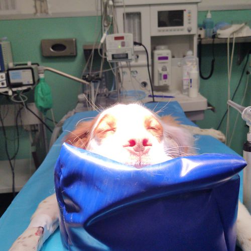 Cuscino di posizionamento - Vetbot - per chirurgia / veterinario / in espanso