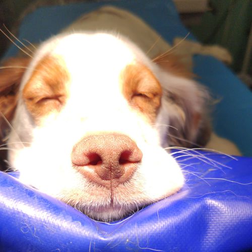 Cuscino di posizionamento - Vetbot - per chirurgia / veterinario / in espanso
