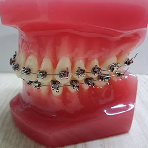 Modello anatomico di dentatura - Hangzhou DTC Medical Apparatus - per cure odontoiatriche / didattico / in poliuretano