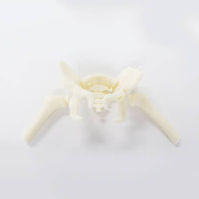 Modello anatomico di anca - 3D Lifeprints UK Ltd - di femore / didattico / di bambino