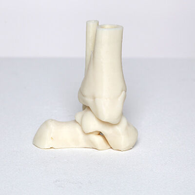 Modello anatomico osseo - 3D Lifeprints UK Ltd - di caviglia