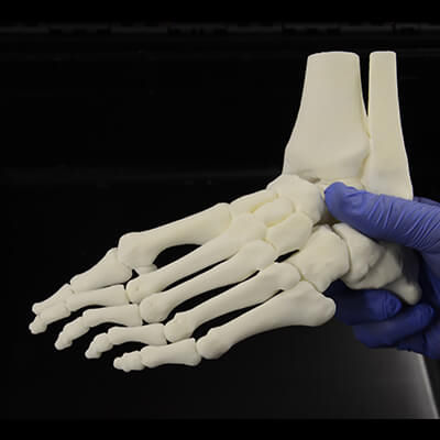 Modello anatomico osseo - 3D Lifeprints UK Ltd - di piede / didattico