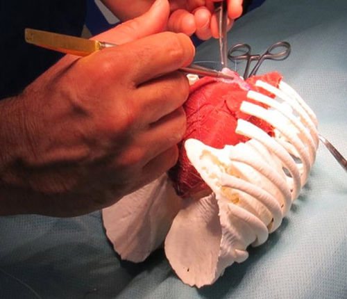 Simulatore per cardiochirurgia - 3D Lifeprints UK Ltd - per chirurgia robotica