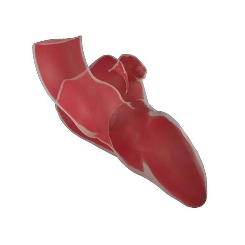 Software medico - ADAM - Materialise UK - di anatomia / per tomografia computerizzata / di analisi