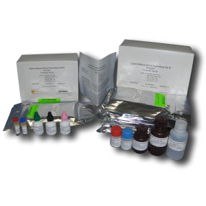Kit di test per malattie infettive - FP-ELISA II - SafePath Laboratories - dell'anemia / per equini / per anticorpi