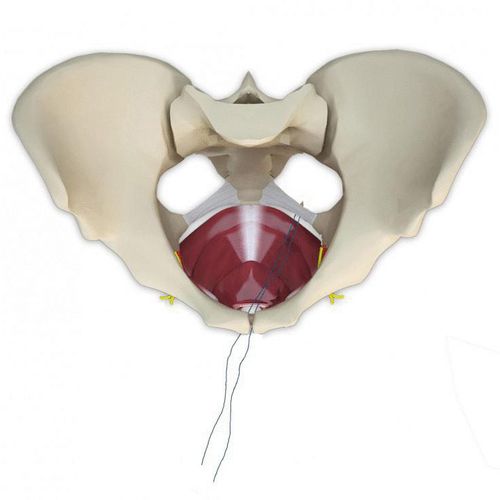 Fascetta per ricostruzione per il trattamento del prolasso - Anchorsure - Neomedic International - colpocele / via transvaginale / per donna