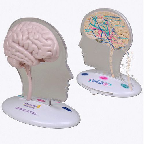 Modello anatomico di cervello - A569 - Apple Biomedical - per neurologia / ad uso didattico / rosa
