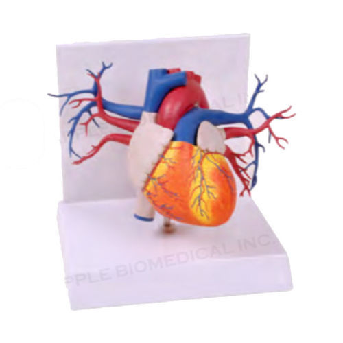 Modello anatomico di cuore - A574 - Apple Biomedical - di arteria / di valvola mitrale / di valvola polmonare