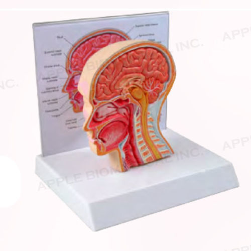 Modello anatomico di seno nasale - A190 - Apple Biomedical - di testa / di vie respiratorie / per trattamenti ORL