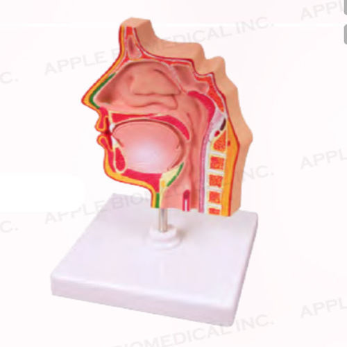 Modello anatomico di seno nasale - A033 - Apple Biomedical - di vie respiratorie / per trattamenti ORL / ad uso didattico