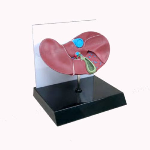 Modello anatomico di fegato - A539 - Apple Biomedical - di vescicola biliare / ad uso didattico / rosa