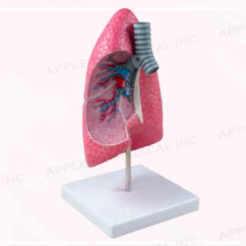 Modello anatomico di polmone - A169 - Apple Biomedical - di trachea / di bronco / bronchiale