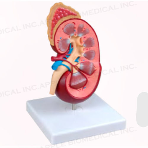 Modello anatomico rene - A168 - Apple Biomedical - ad uso didattico / rosa