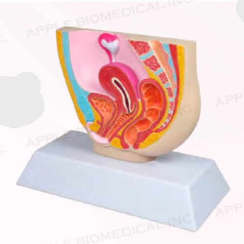 Modello anatomico femminile - A421 - Apple Biomedical - pelvico / ginecologico / ad uso didattico
