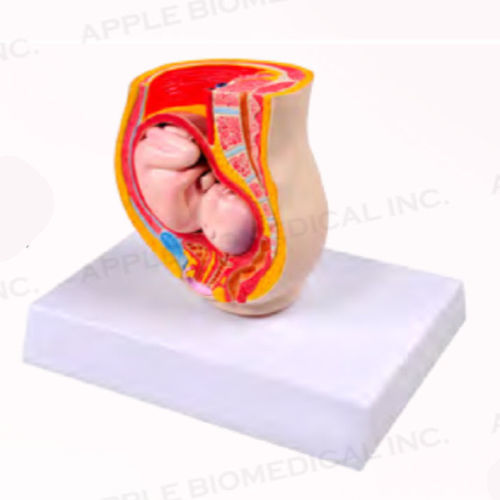 Modello anatomico di feto - A579 - Apple Biomedical - di bacino / di retto / vescica