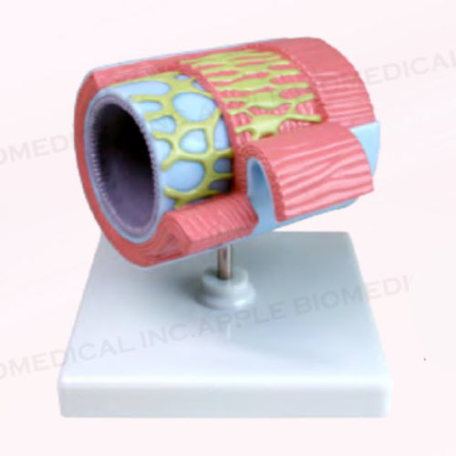 Modello anatomico di colon - A228 - Apple Biomedical - ad uso didattico / rosa