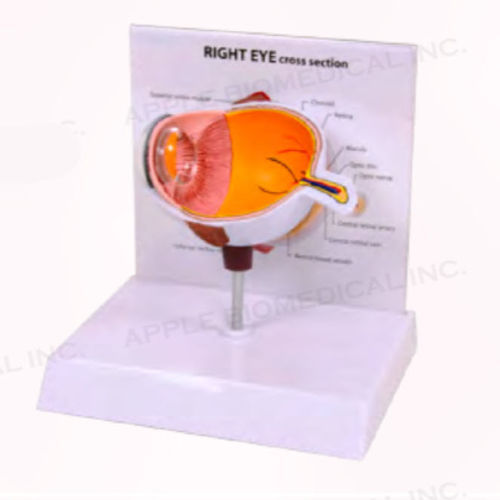 Modello anatomico di occhio - A260-B10 - Apple Biomedical - per cure oftalmiche / ad uso didattico / arancione