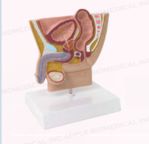 Modello anatomico di bacino - A435 - Apple Biomedical - di retto / vescica / di prostata