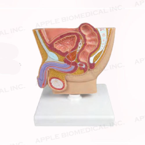 Modello anatomico di retto - A283 - Apple Biomedical - vescica / di prostata / di testicoli