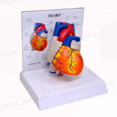 Modello anatomico di cuore - A161N-B10 - Apple Biomedical - di arteria / di muscolo / di valvola aortica