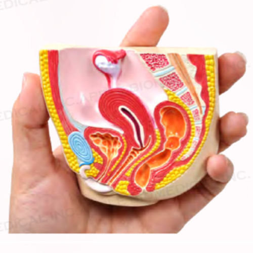Modello anatomico femminile - A518 - Apple Biomedical - pelvico / ginecologico / ad uso didattico
